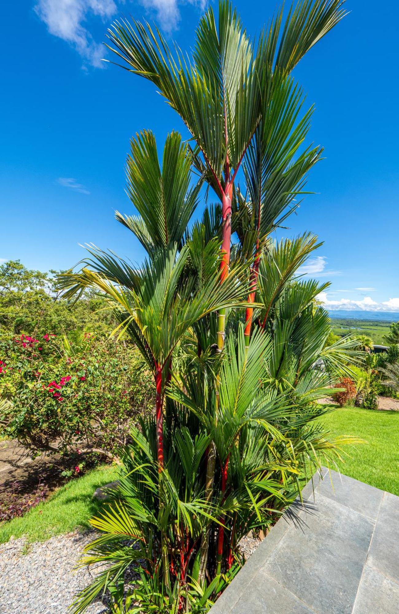 Finca Colibri ボカ・チカ エクステリア 写真